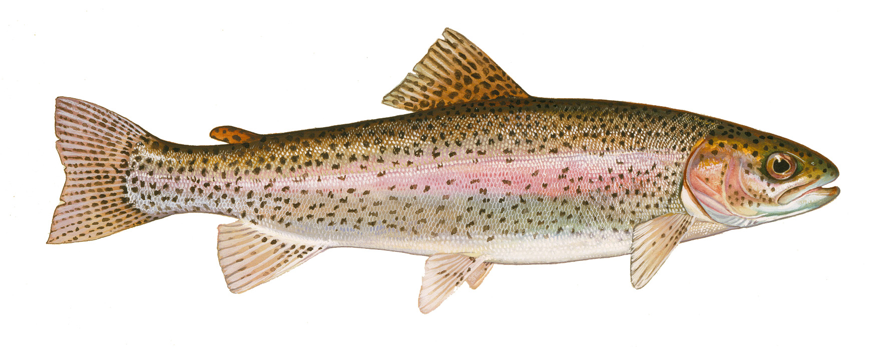 rainbow trout